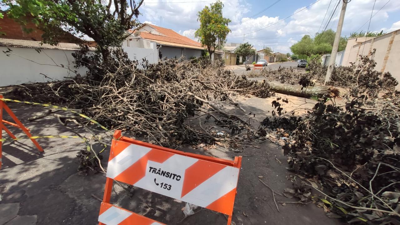 Foto 2 de 4 — Árvore que caiu na semana passada em Araraquara será retirada amanhã pela prefeitura